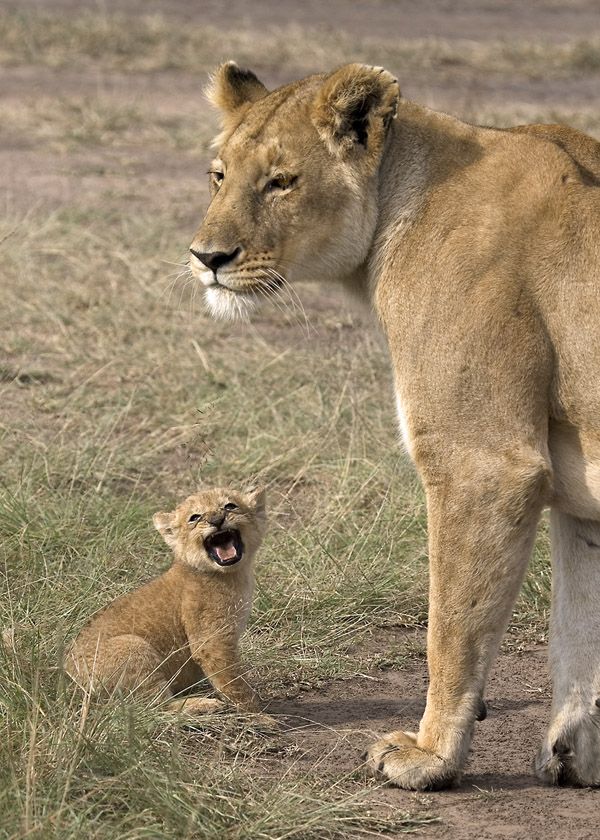 The best photos of wild nature (55 pics)