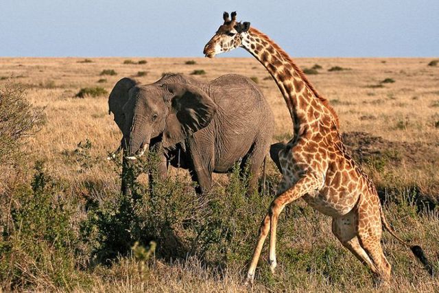 The best photos of wild nature (55 pics)
