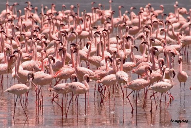 The best photos of wild nature (55 pics)