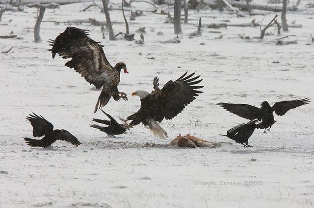 The best photos of wild nature (55 pics)