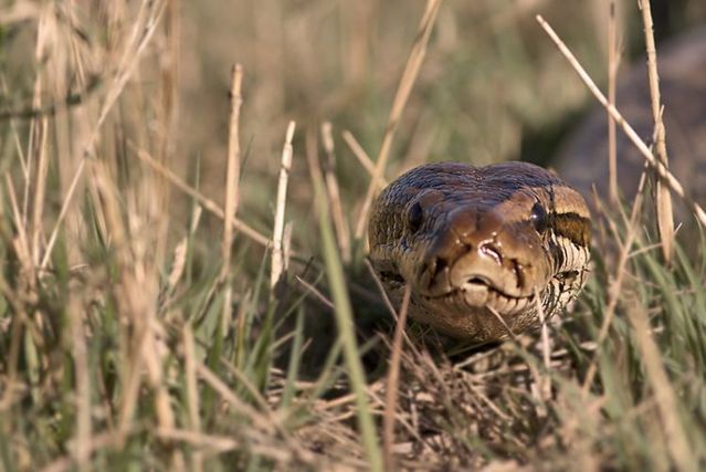 The best photos of wild nature (55 pics)