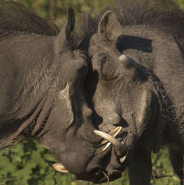 The best photos of wild nature (55 pics)