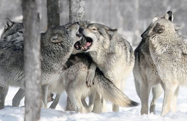 The best photos of wild nature (55 pics)