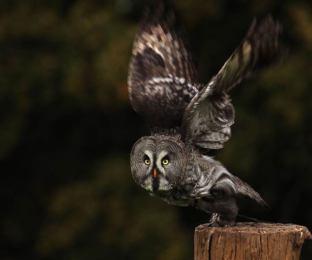 The best photos of wild nature (55 pics)