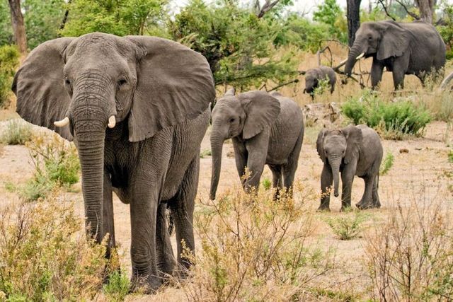 The best photos of wild nature (55 pics)