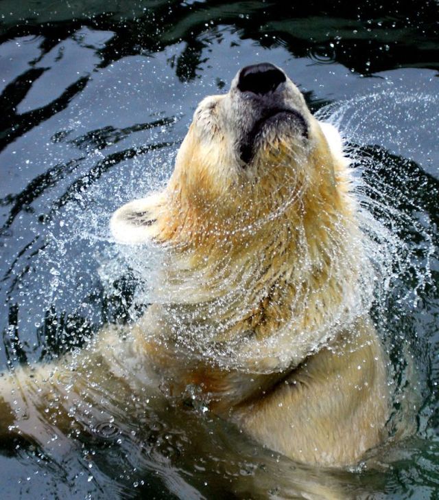 The best photos of wild nature (55 pics)
