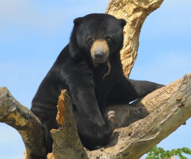 The best photos of wild nature (55 pics)