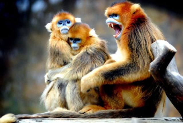 The best photos of wild nature (55 pics)