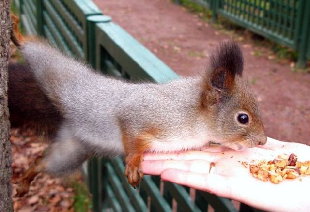 These funny animals (42 pics)
