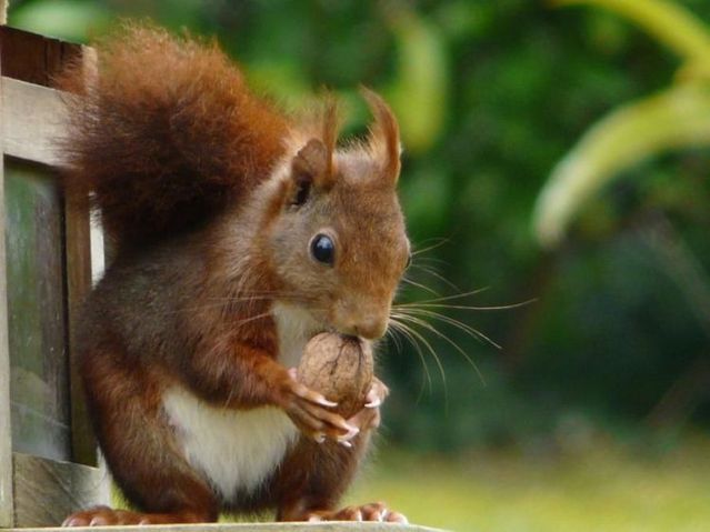 These funny animals (42 pics)