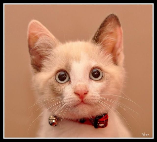 These funny animals (42 pics)
