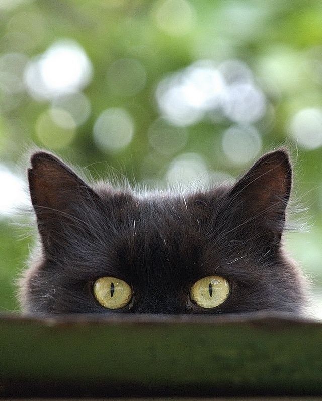 These funny animals (42 pics)