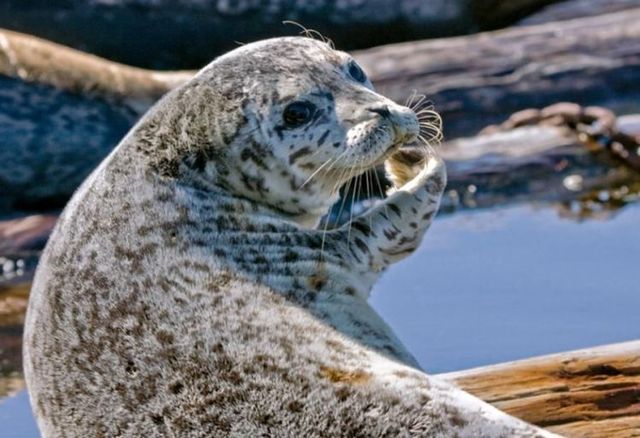 These funny animals (42 pics)