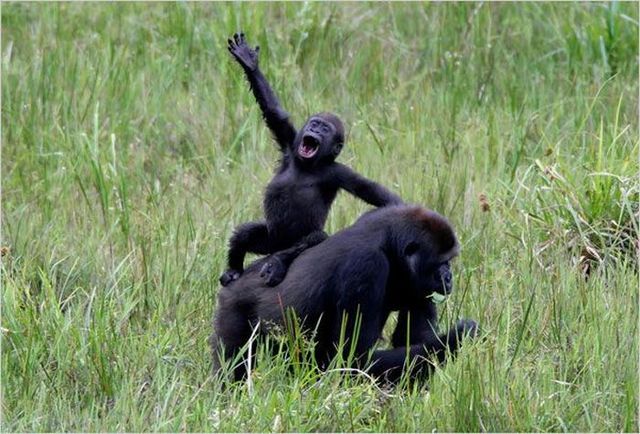 These funny animals (42 pics)