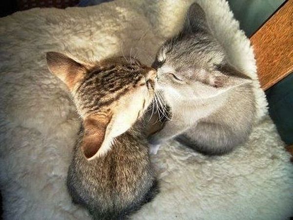 These funny animals (42 pics)