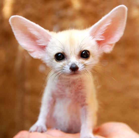 These funny animals (42 pics)