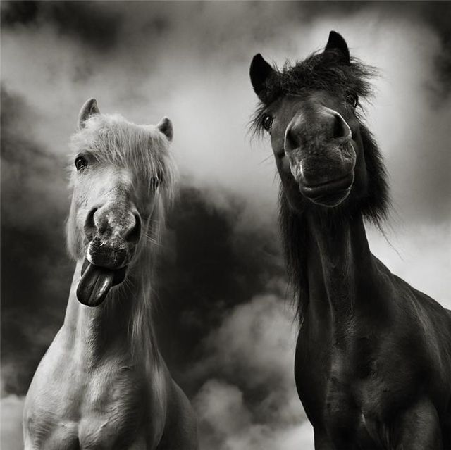 These funny animals (42 pics)