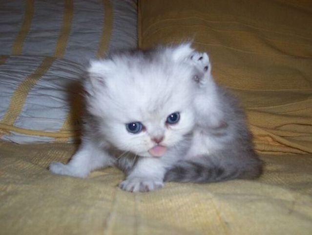 These funny animals (42 pics)