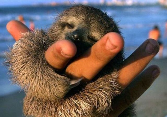 These funny animals (42 pics)