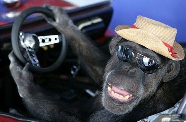 These funny animals (42 pics)