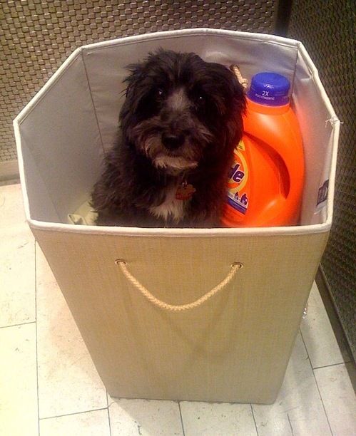 These funny animals (42 pics)