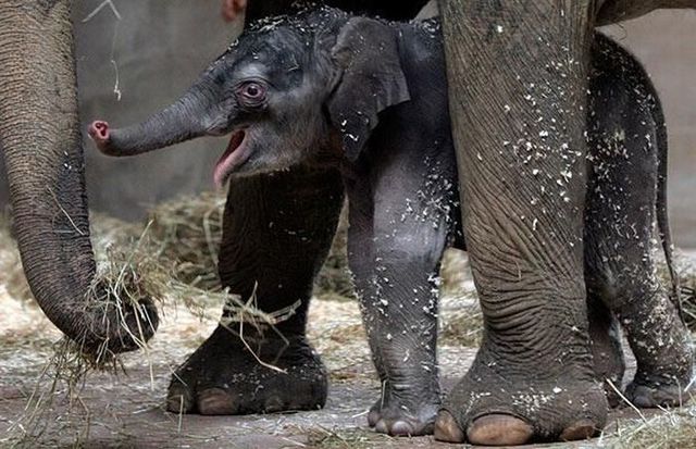 These funny animals (42 pics)