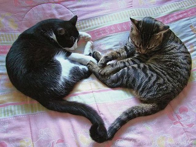These funny animals (42 pics)