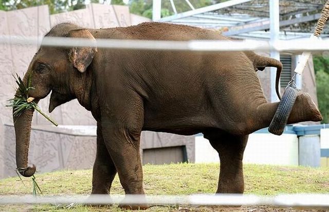These funny animals (42 pics)