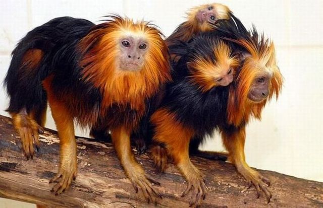 These funny animals (42 pics)