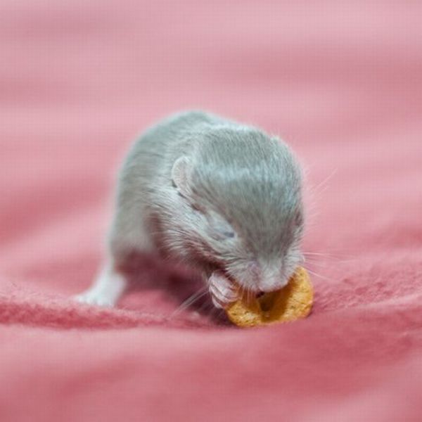 These funny animals (42 pics)