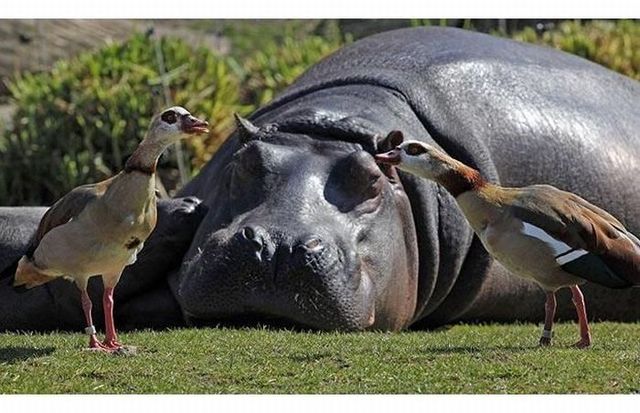These funny animals (42 pics)