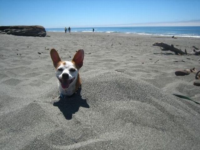 These funny animals (42 pics)