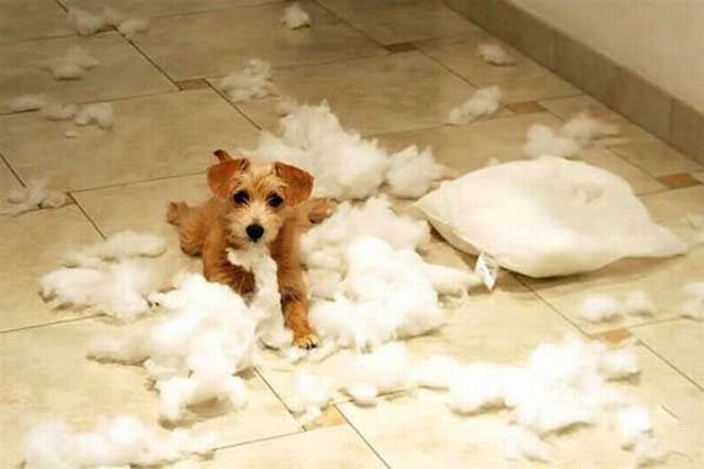 These funny animals (42 pics)