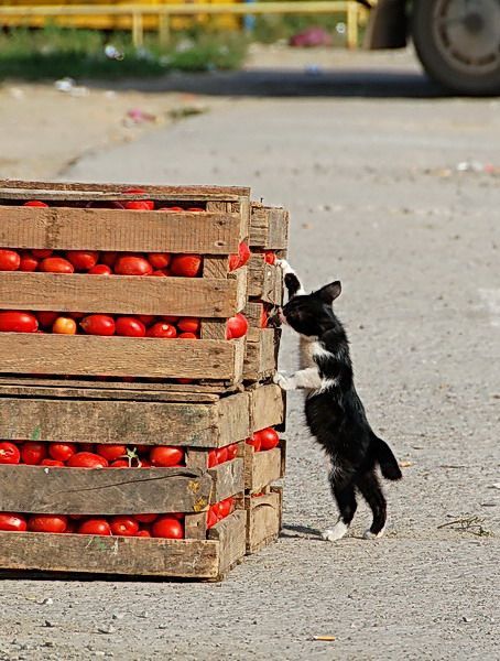 These funny animals (42 pics)