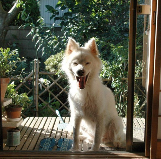These funny animals (42 pics)