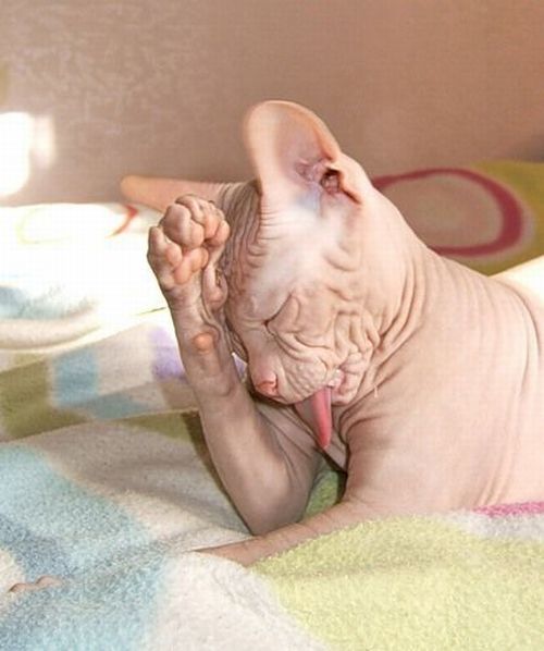 These funny animals (42 pics)