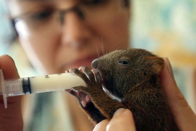 These funny animals (42 pics)