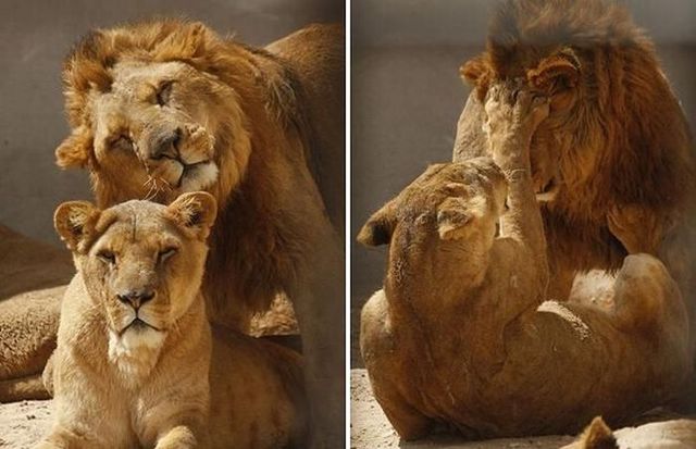 These funny animals (42 pics)