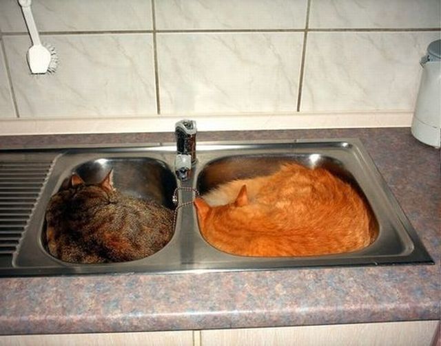 These funny animals (42 pics)