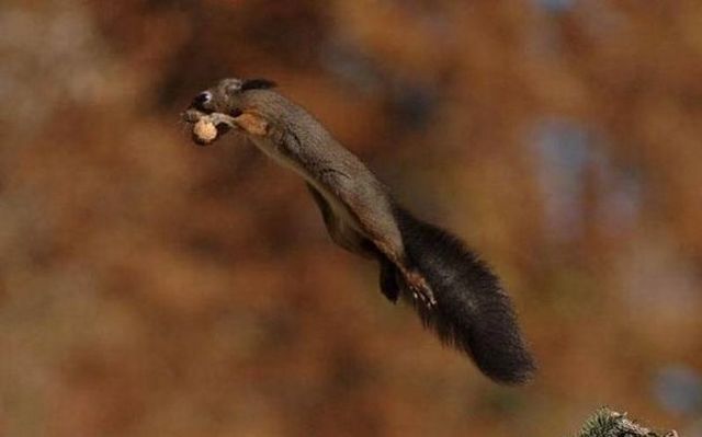 These funny animals (42 pics)