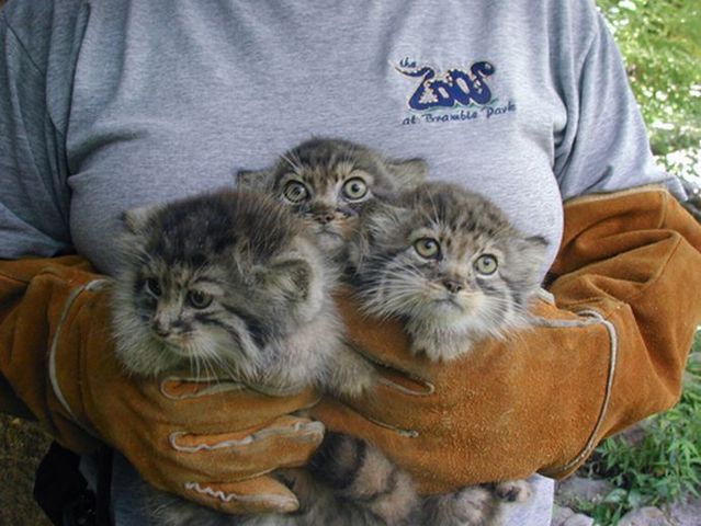 These funny animals (42 pics)