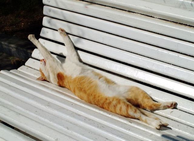 These funny animals (42 pics)