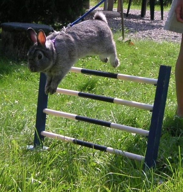 These funny animals (42 pics)