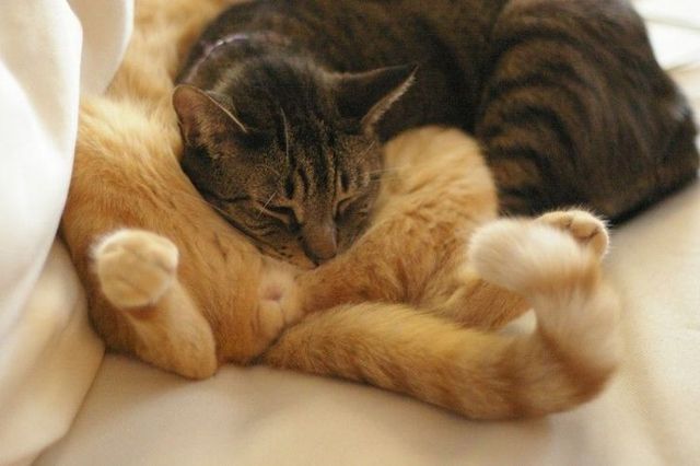 These funny animals (42 pics)