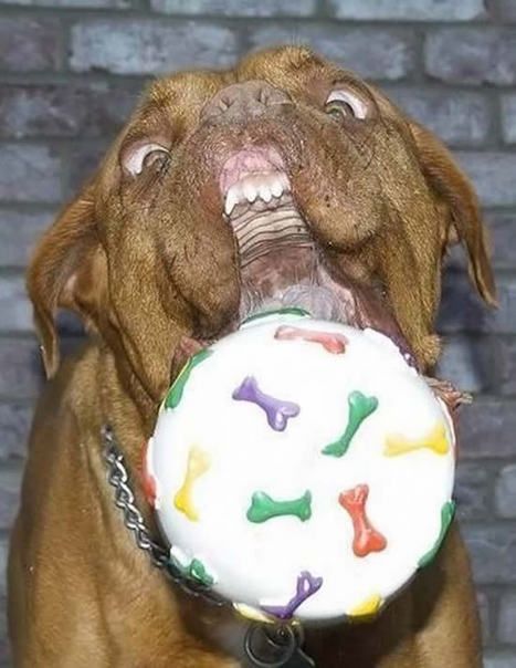 These funny animals (42 pics)