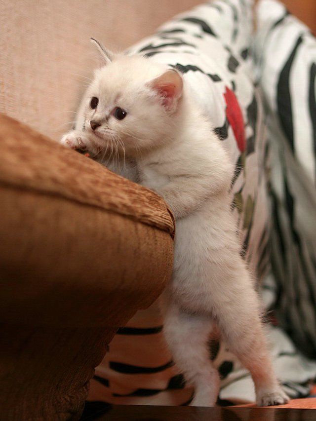 These funny animals (42 pics)