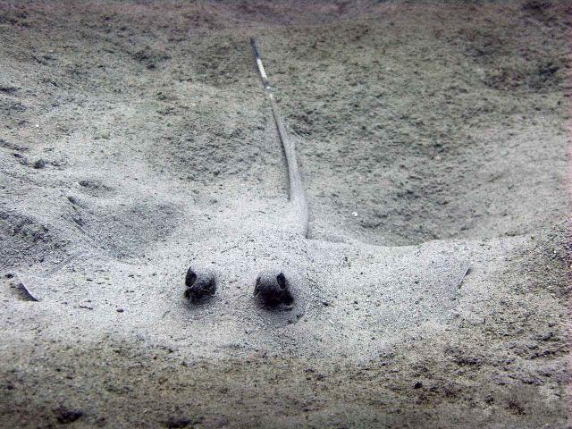 These funny animals (42 pics)