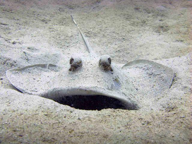 These funny animals (42 pics)