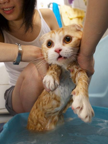 These funny animals (42 pics)
