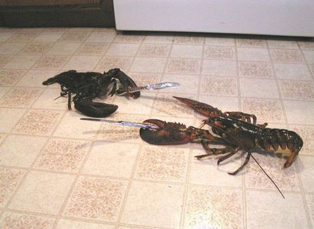 These funny animals (42 pics)
